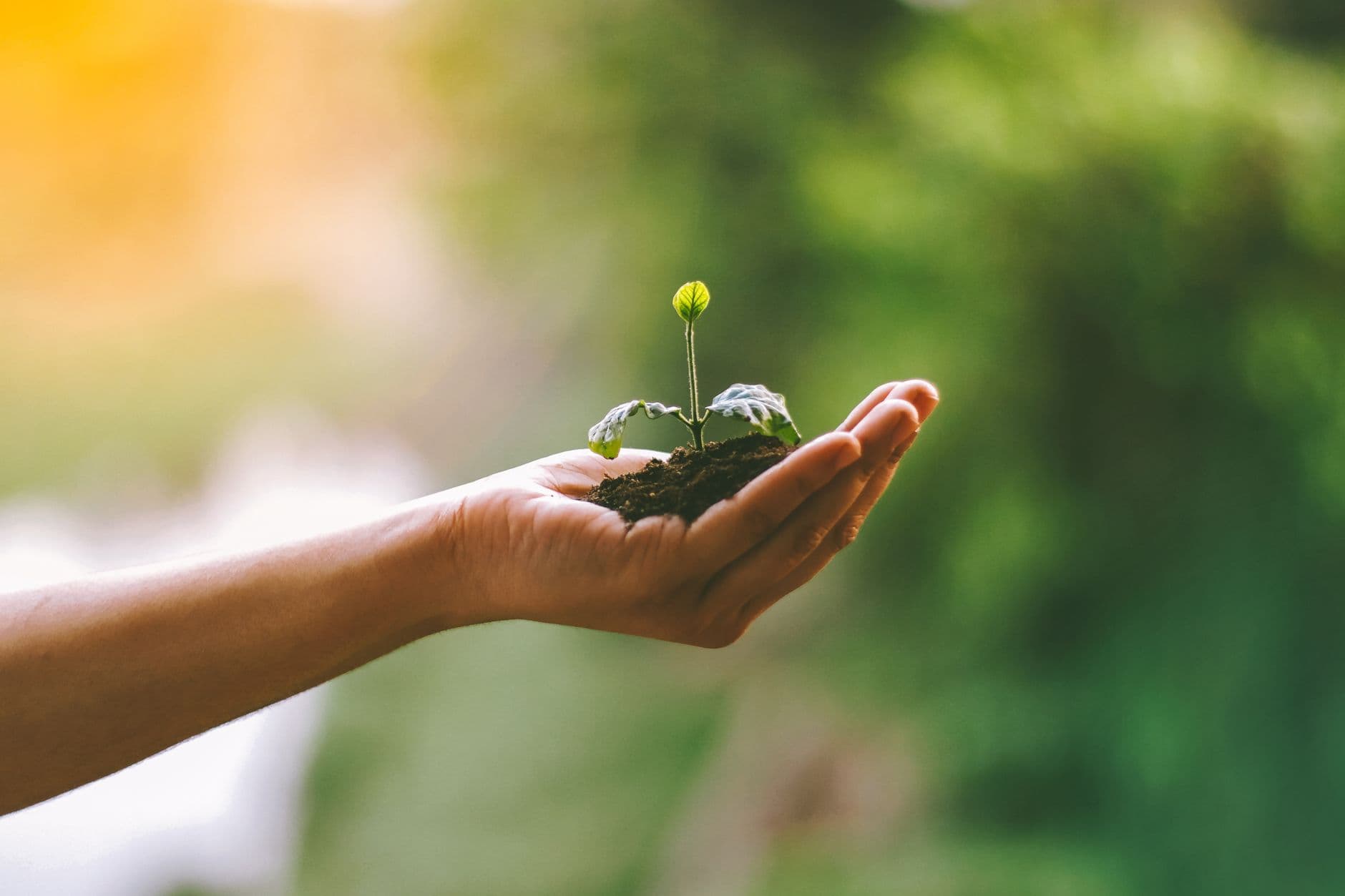 Hands cradling a young green tree — Delcom's commitment to environmental sustainability